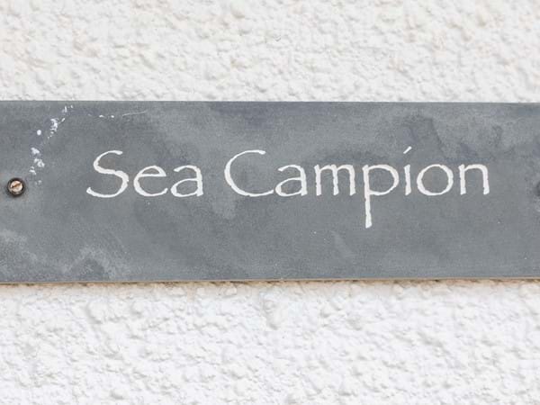 Sea Campion