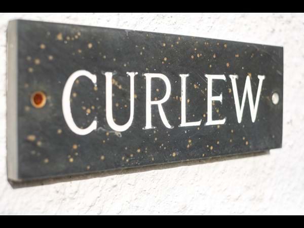 Curlew, Polzeath